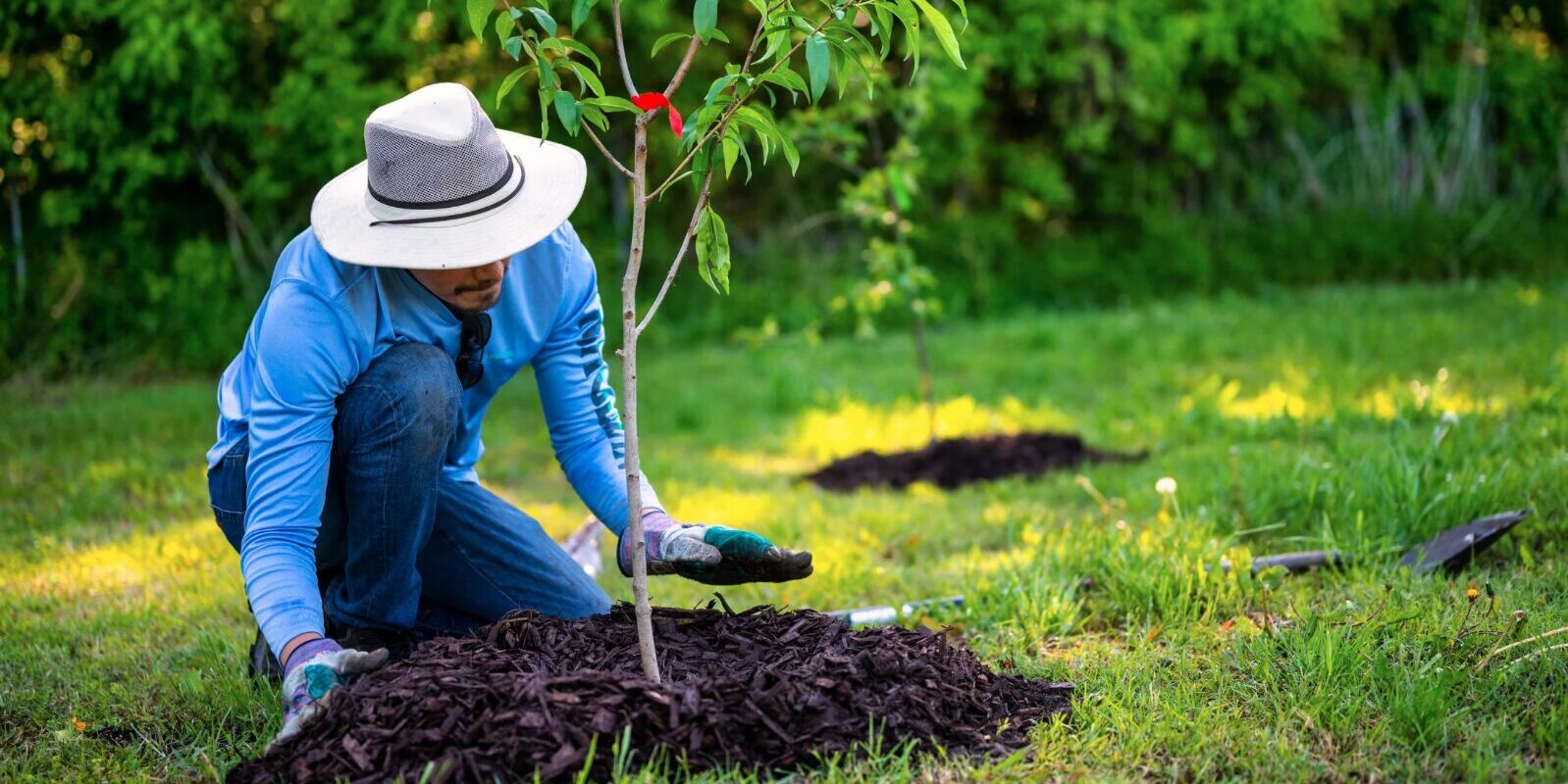 Winterharte Bäume für den Garten: Die besten Optionen für jede Jahreszeit