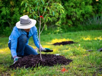 Winterharte Bäume für den Garten: Die besten Optionen für jede Jahreszeit