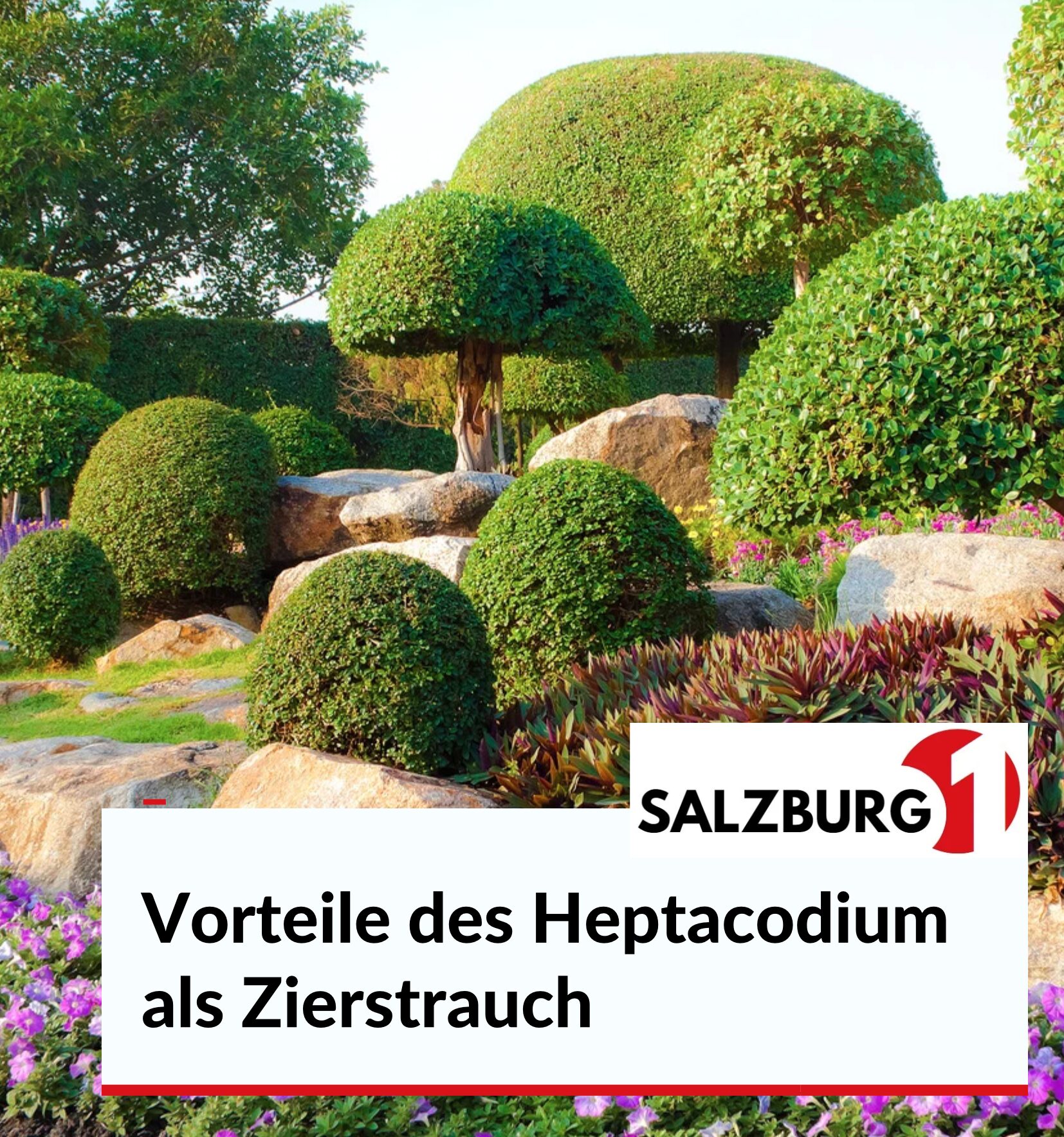 Vorteile des Heptacodium als Zierstrauch
