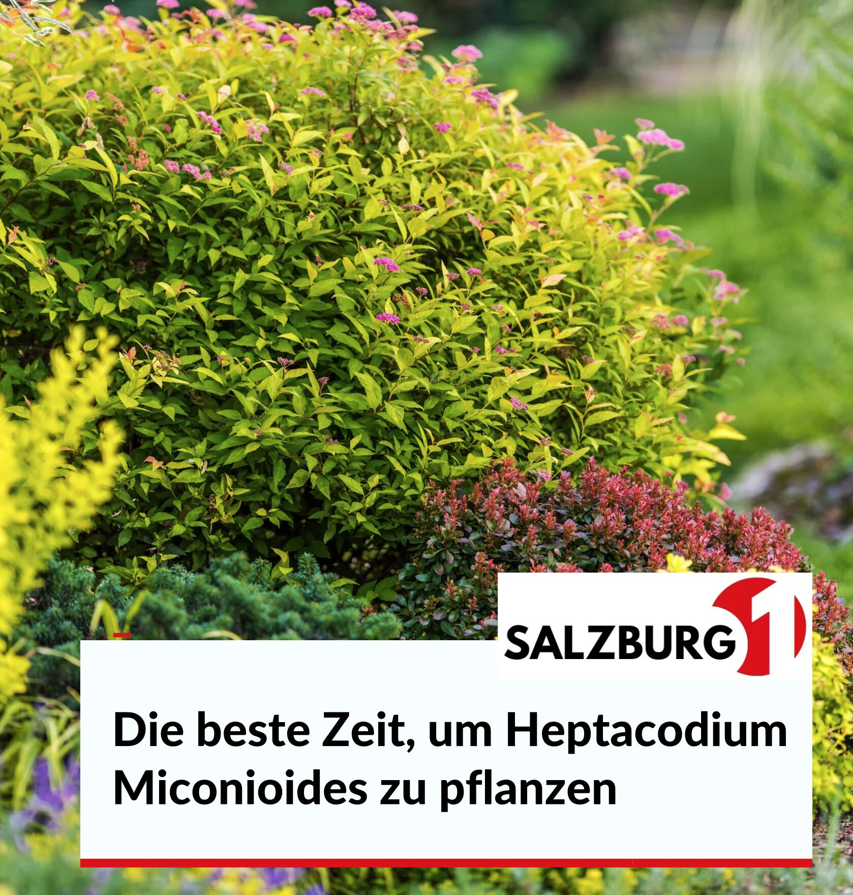 Die beste Zeit, um Heptacodium Miconioides zu pflanzen
