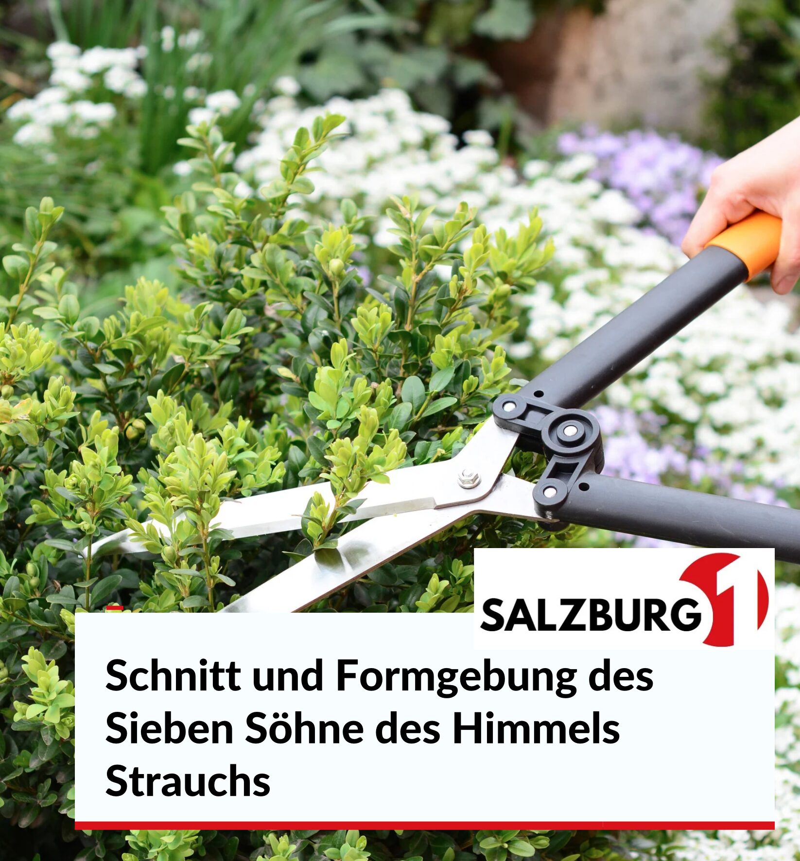 Schnitt und Formgebung des Sieben Söhne des Himmels Strauchs