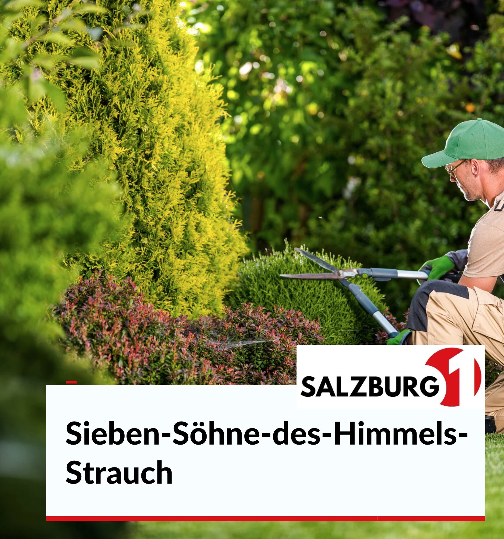 Sieben-Söhne-des-Himmels-Strauch