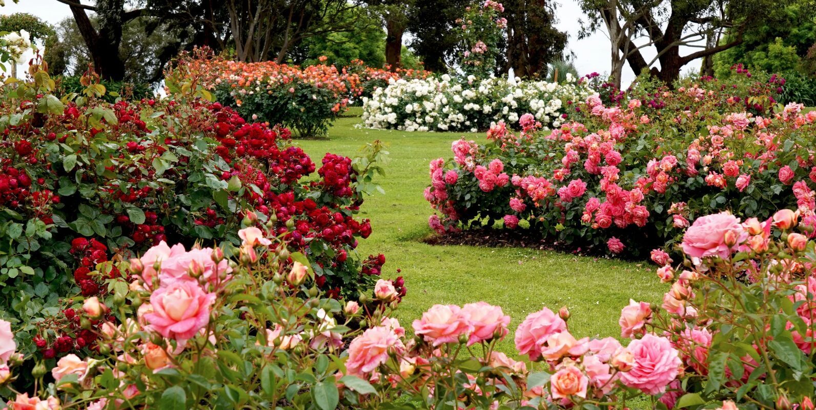 Winterharte Pflanzen mit roten Blüten: Die besten Stauden für Ihren Garten