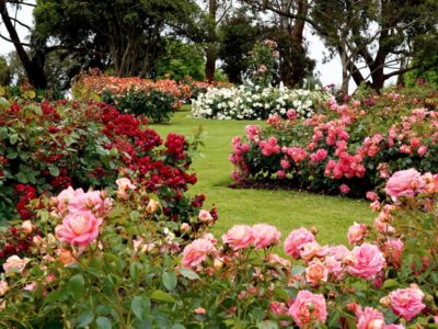 Winterharte Pflanzen mit roten Blüten: Die besten Stauden für Ihren Garten
