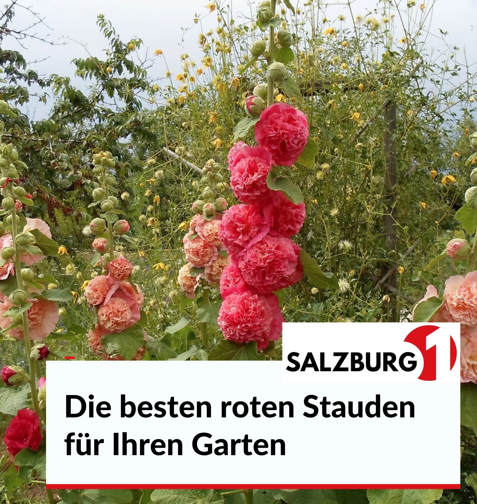 Die besten roten Stauden für Ihren Garten