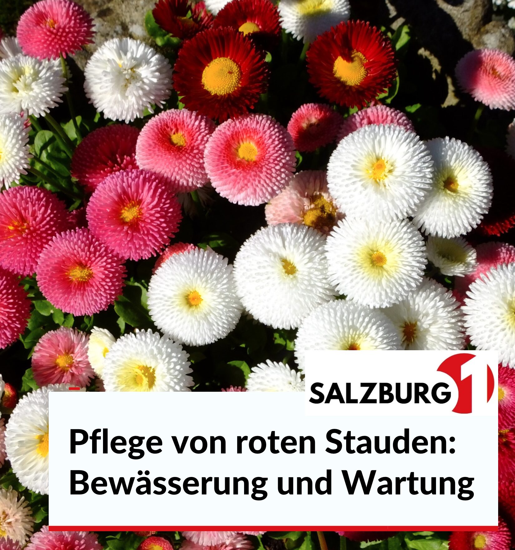 Pflege von roten Stauden: Bewässerung und Wartung