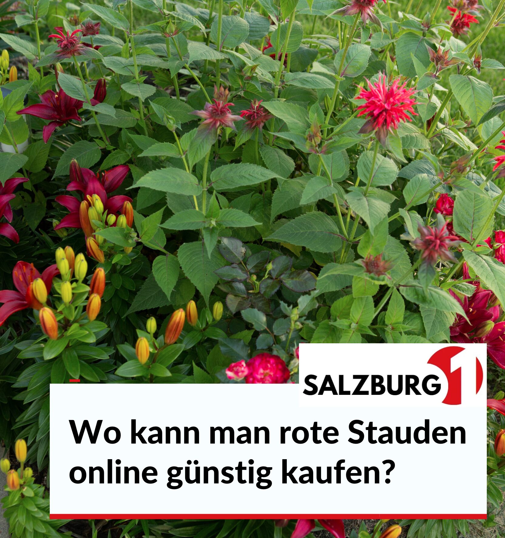 Wo kann man rote Stauden online günstig kaufen?