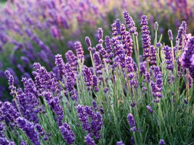 Vertragen sich Lavendel und Rhododendron? Alles, was Sie wissen müssen