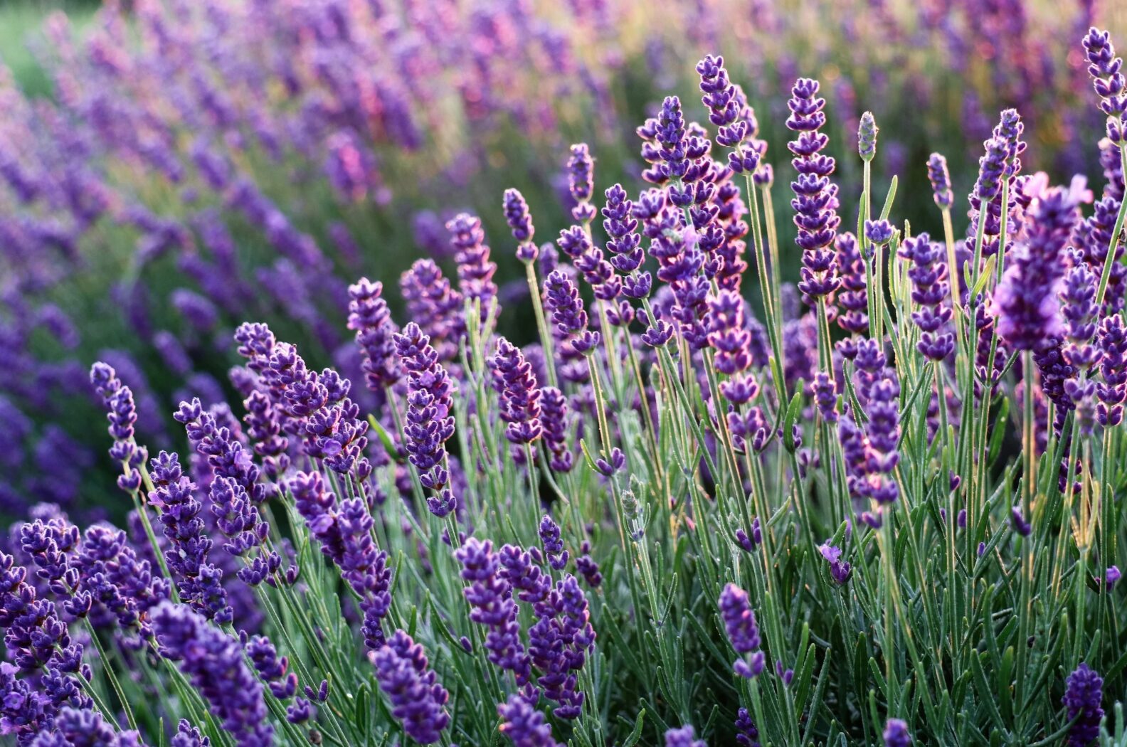 Vertragen sich Lavendel und Rhododendron