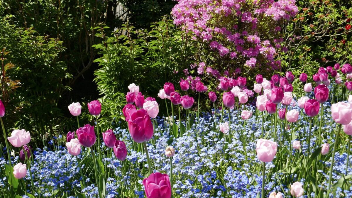 Welche Blumen blühen im April? Die schönsten Frühlingsboten im Überblick