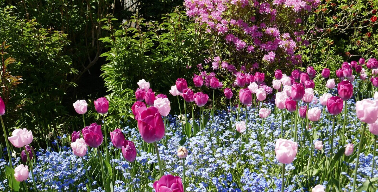 Welche Blumen blühen im April? Die schönsten Frühlingsboten im Überblick