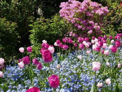 Welche Blumen blühen im April? Die schönsten Frühlingsboten im Überblick