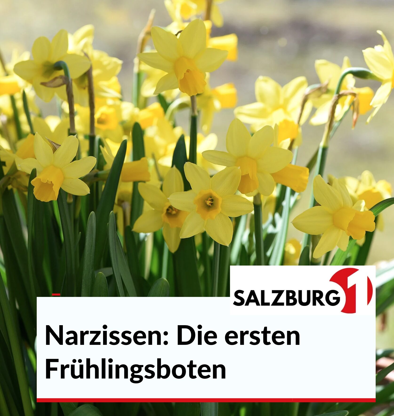 Narzissen: Die ersten Frühlingsboten