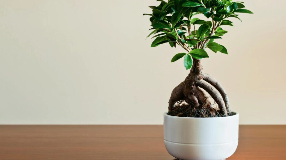 Pflege im Winter von Ficus Ginseng: So übersteht dein Bonsai die kalte Jahreszeit