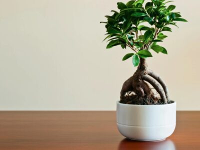 Pflege im Winter von Ficus Ginseng: So übersteht dein Bonsai die kalte Jahreszeit