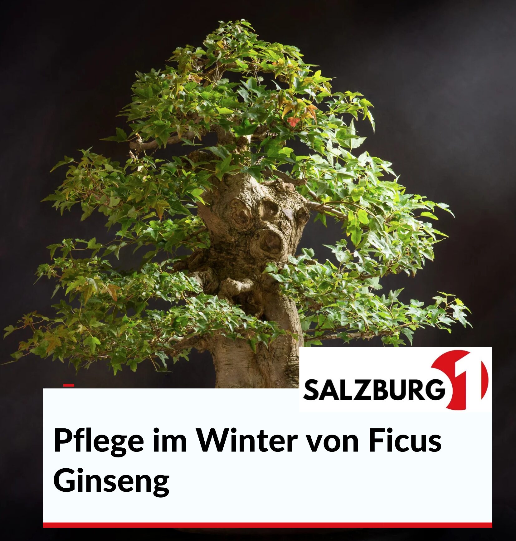 Pflege im Winter von Ficus Ginseng