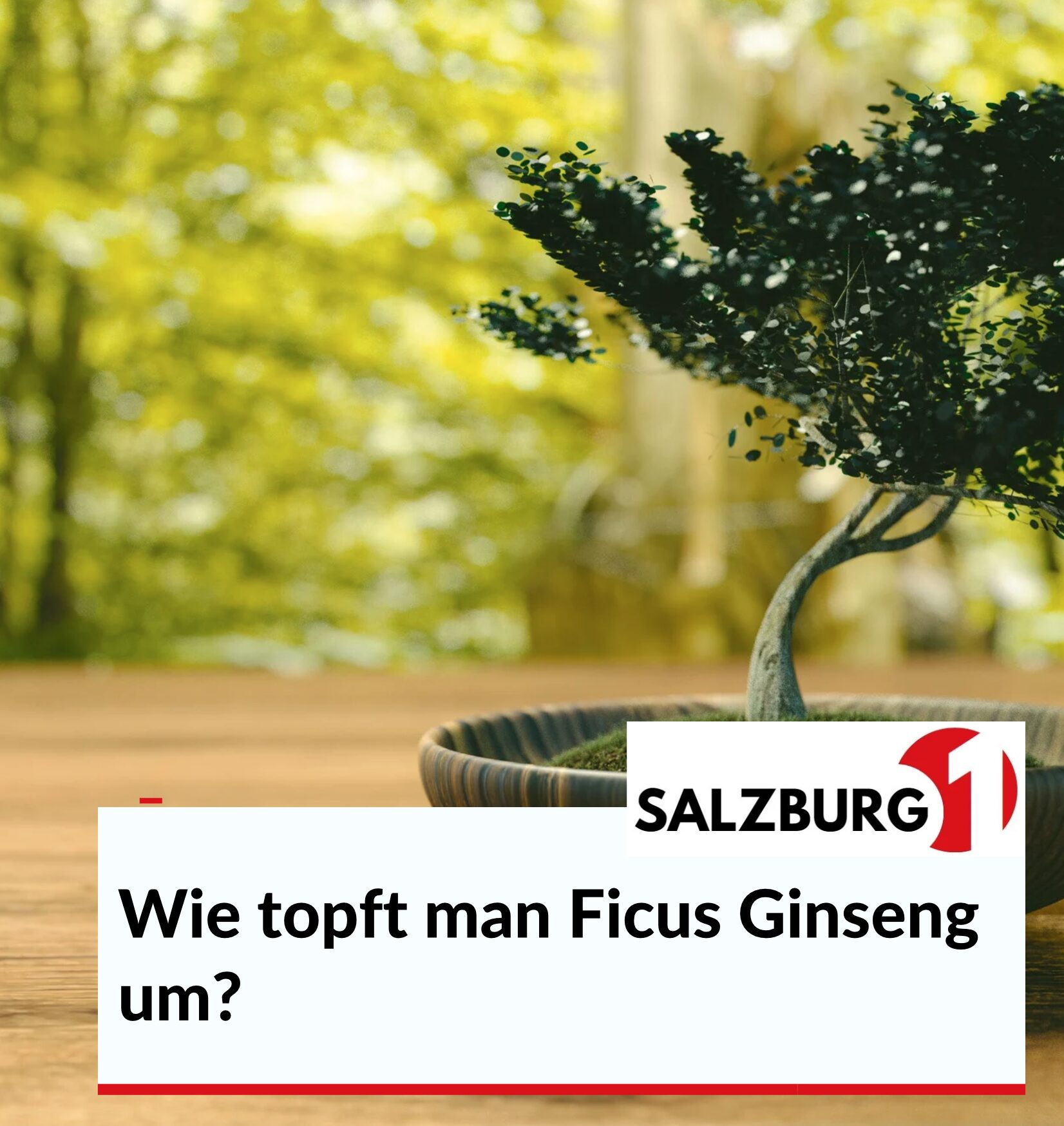 Wie topft man Ficus Ginseng um?
