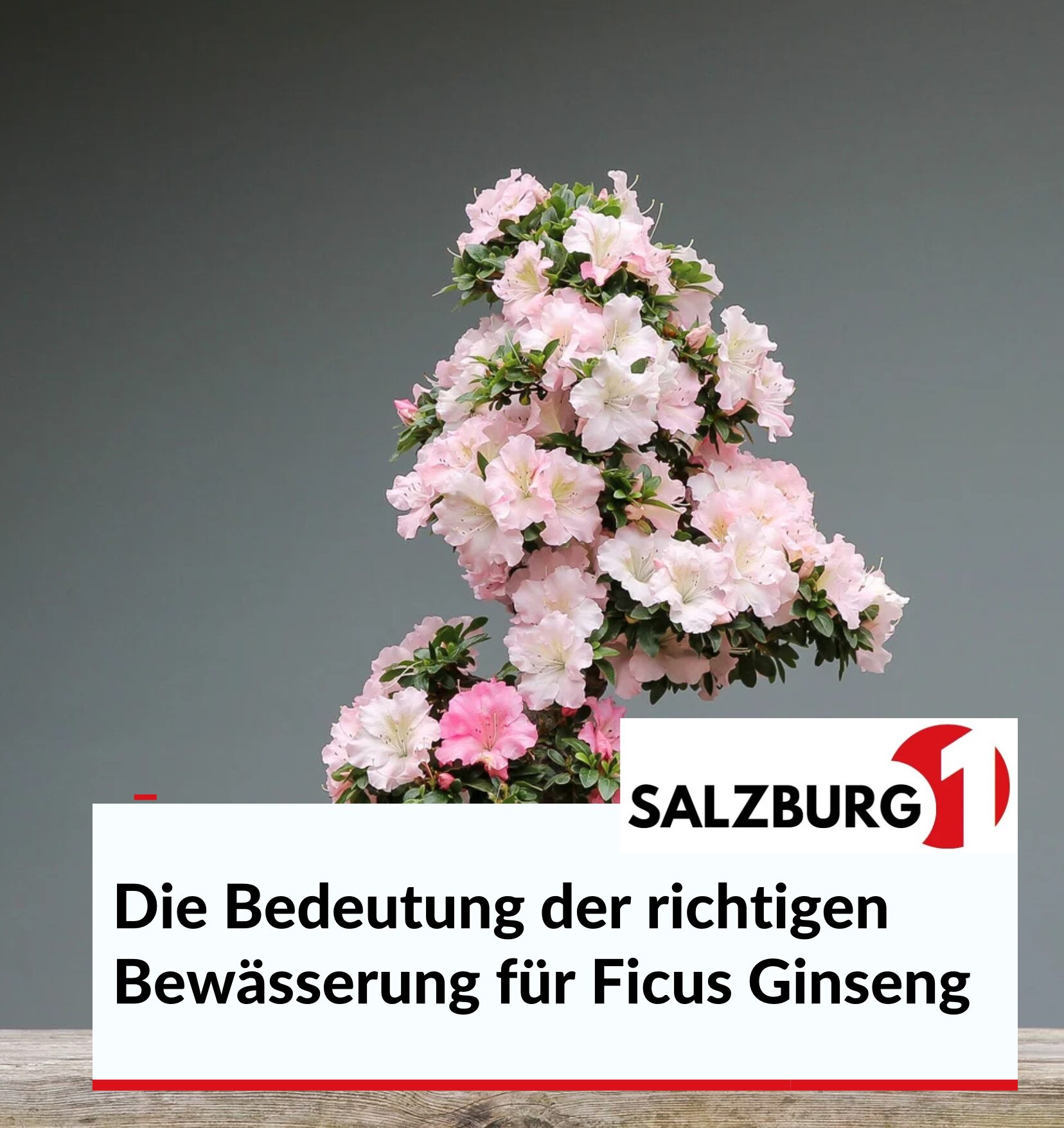 Die Bedeutung der richtigen Bewässerung für Ficus Ginseng