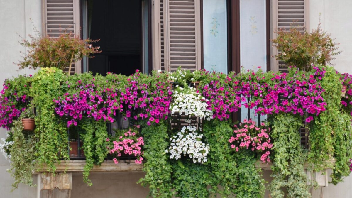 Winterharte Pflanzen für Blumenkasten: Ganzjährig bepflanzen und den Balkon verschönern