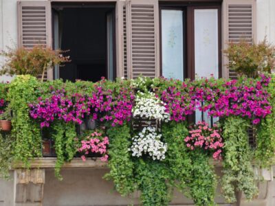 Winterharte Pflanzen für Blumenkasten: Ganzjährig bepflanzen und den Balkon verschönern