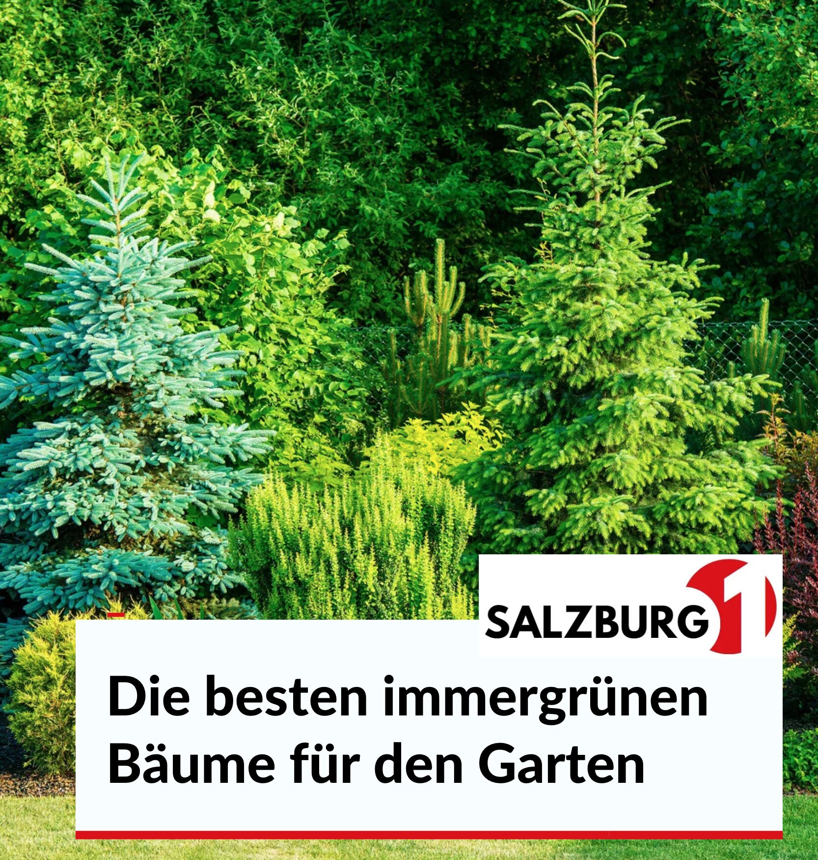 Die besten immergrünen Bäume für den Garten