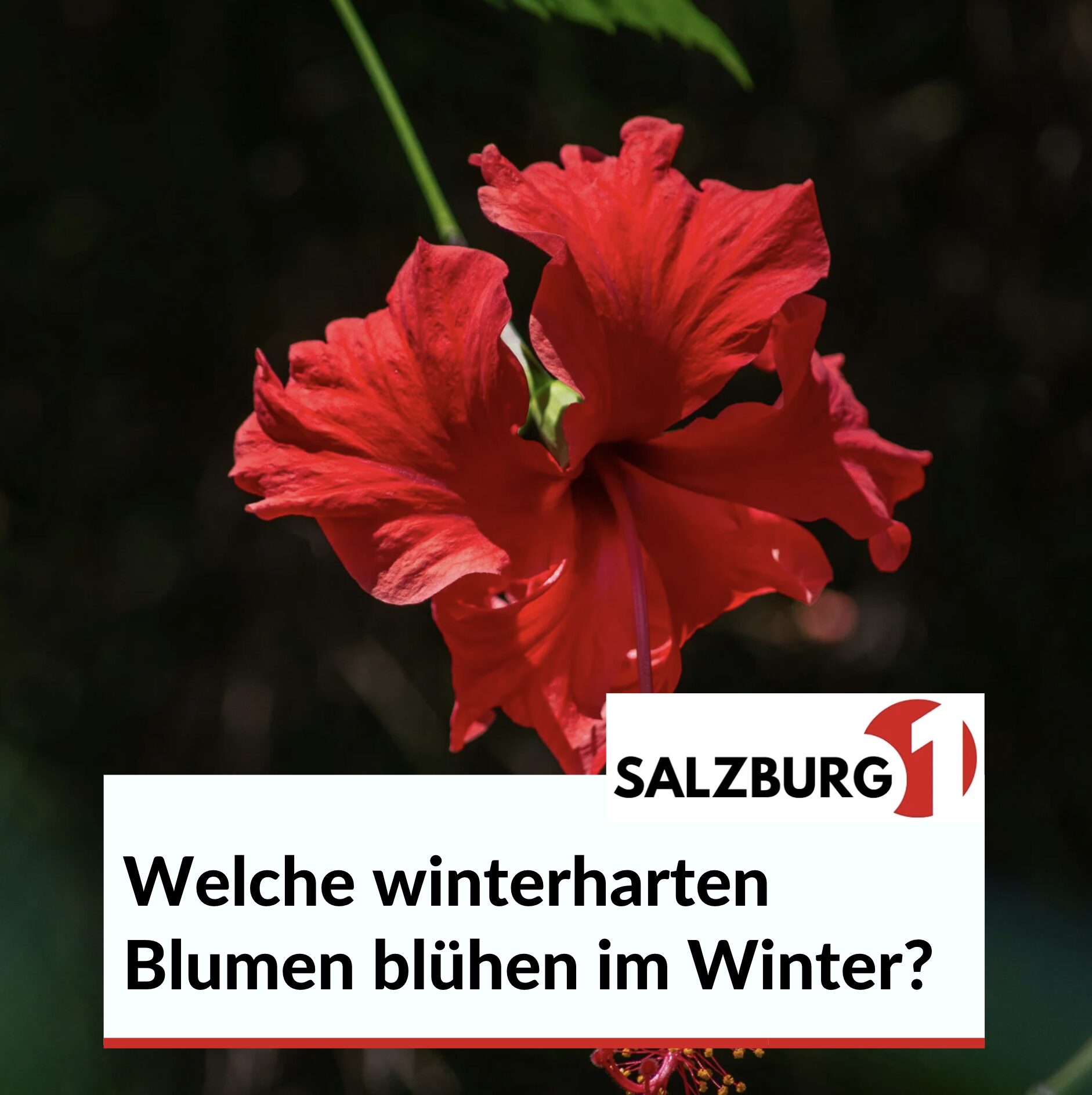 Welche winterharten Blumen blühen im Winter? Welche winterharten Blumen blühen im Winter?