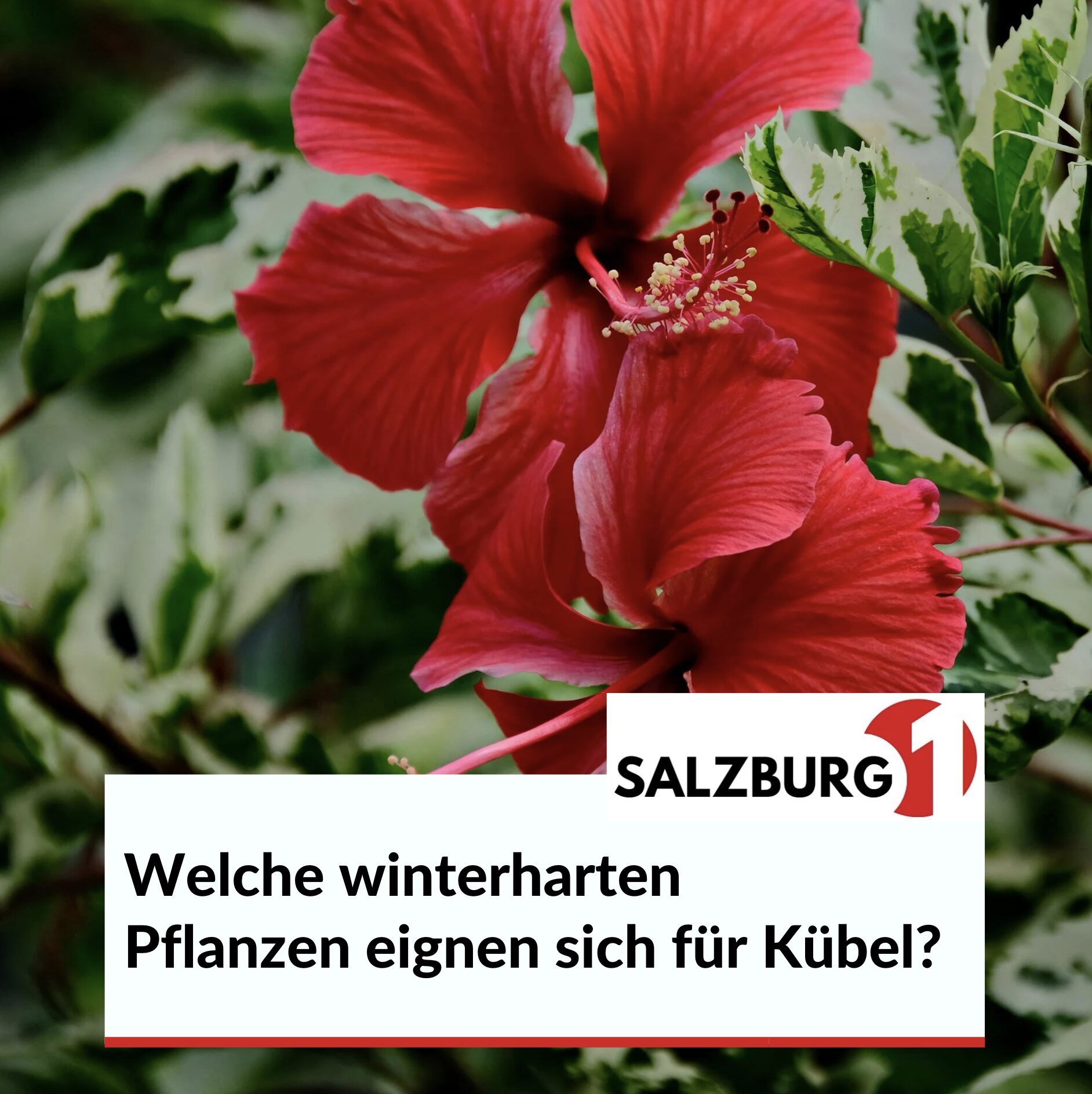 Winterharte Pflanzen mit roten Blüten: Welche winterharten Pflanzen eignen sich für Kübel? Winterharte Pflanzen mit roten Blüten: Welche winterharten Pflanzen eignen sich für Kübel?