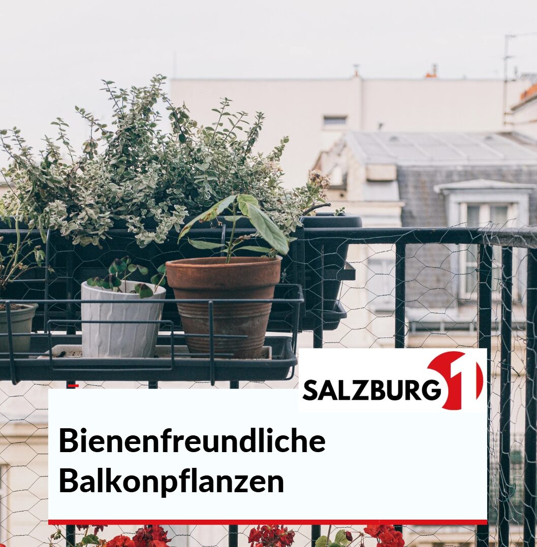 Bienenfreundliche Balkonpflanzen Diese Pflanzen sollten auf Ihrem Balkon nicht vorkommen