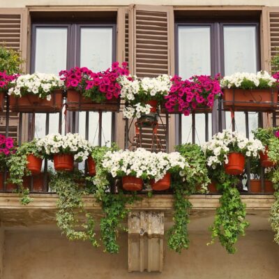 Bienenfreundliche Balkonpflanzen für ein summendes Naturparadies