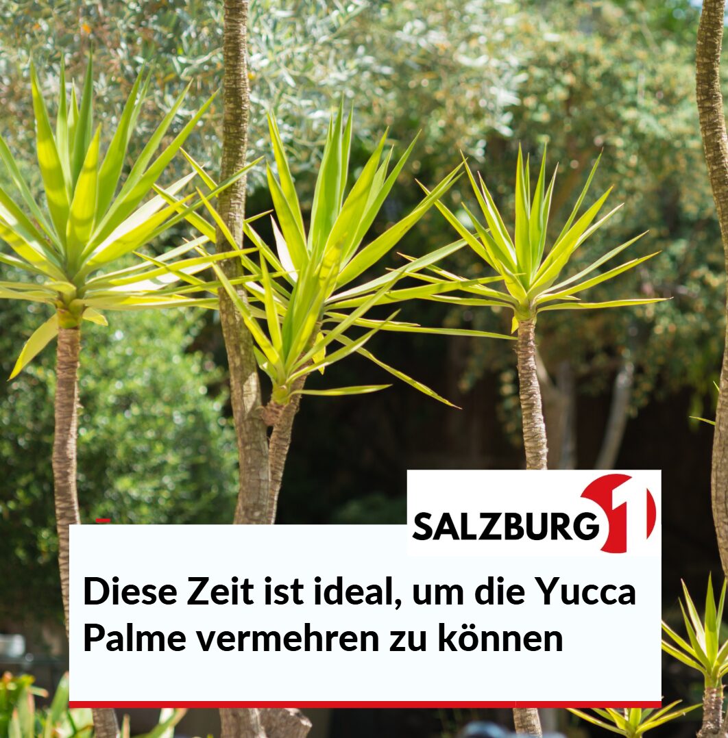 Diese Zeit ist ideal, um die Yucca Palme vermehren zu können