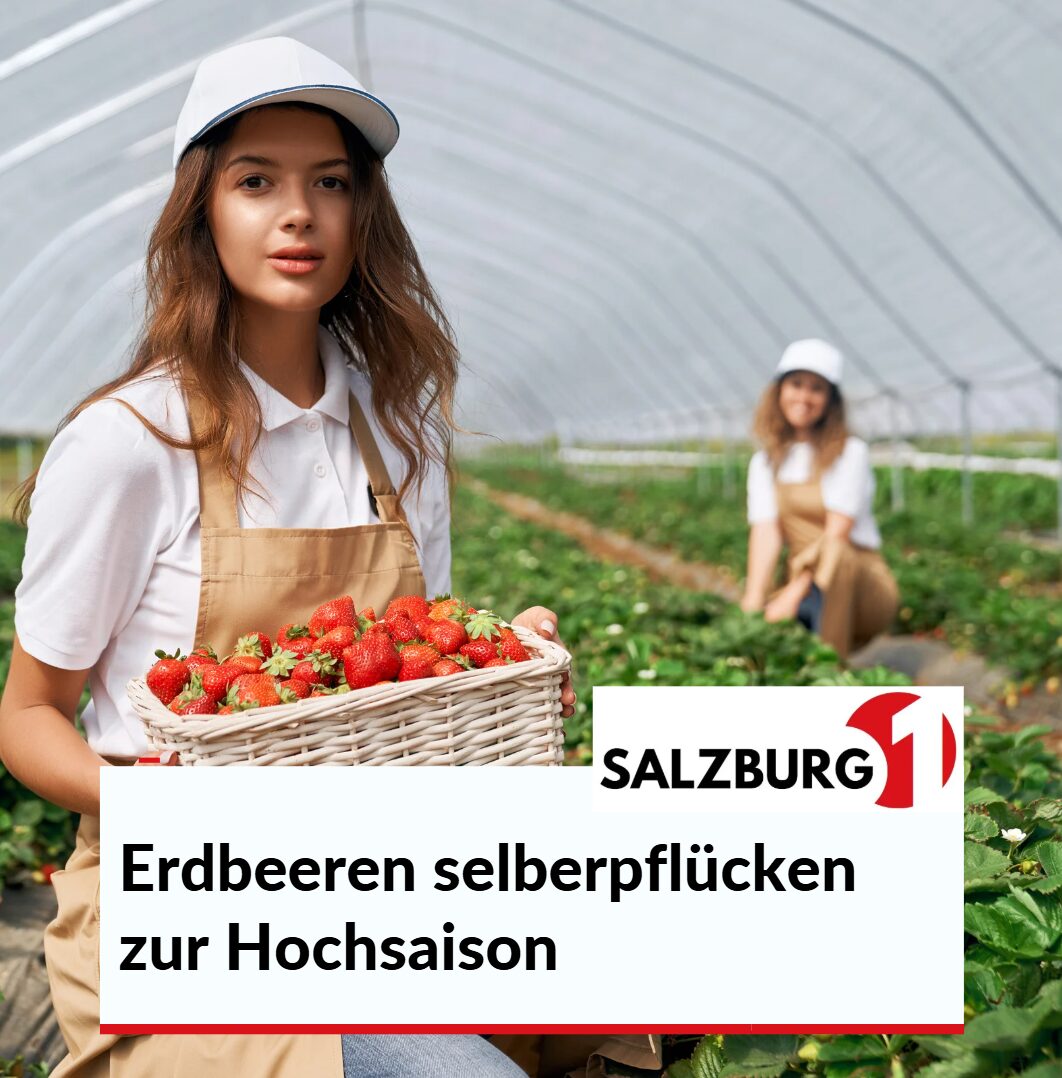 Erdbeeren selberpflücken zur Hochsaison