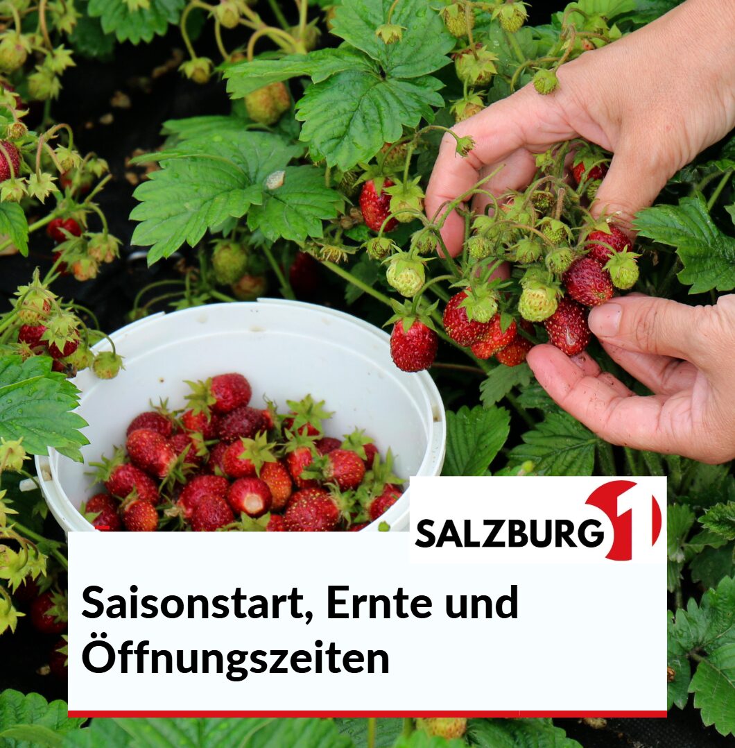 Erdbeerland Salzburg Saisonstart, Ernte und Öffnungszeiten