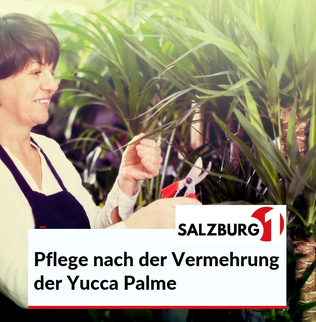 Pflege nach der Vermehrung der Yucca Palme