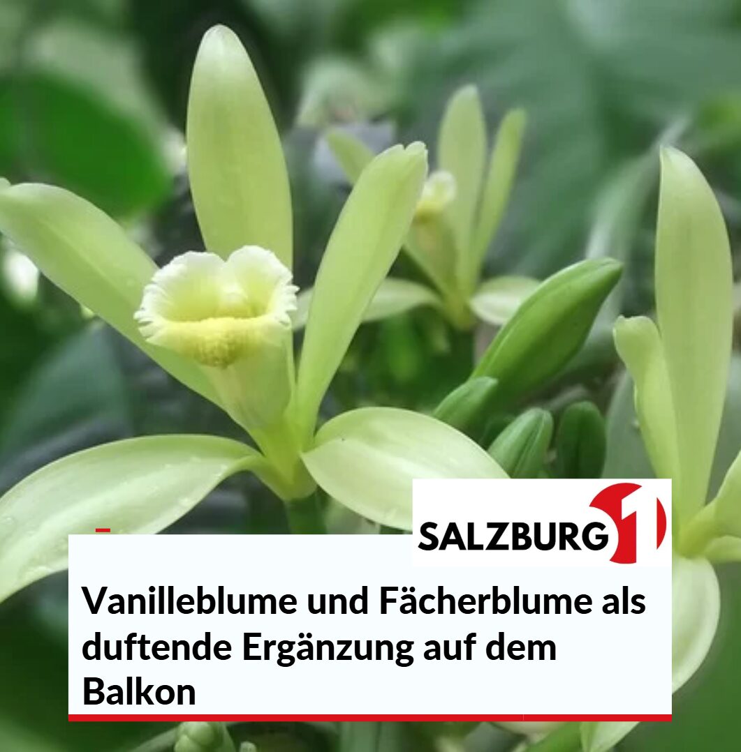 Vanilleblume und Fächerblume als duftende Ergänzung auf dem Balkon