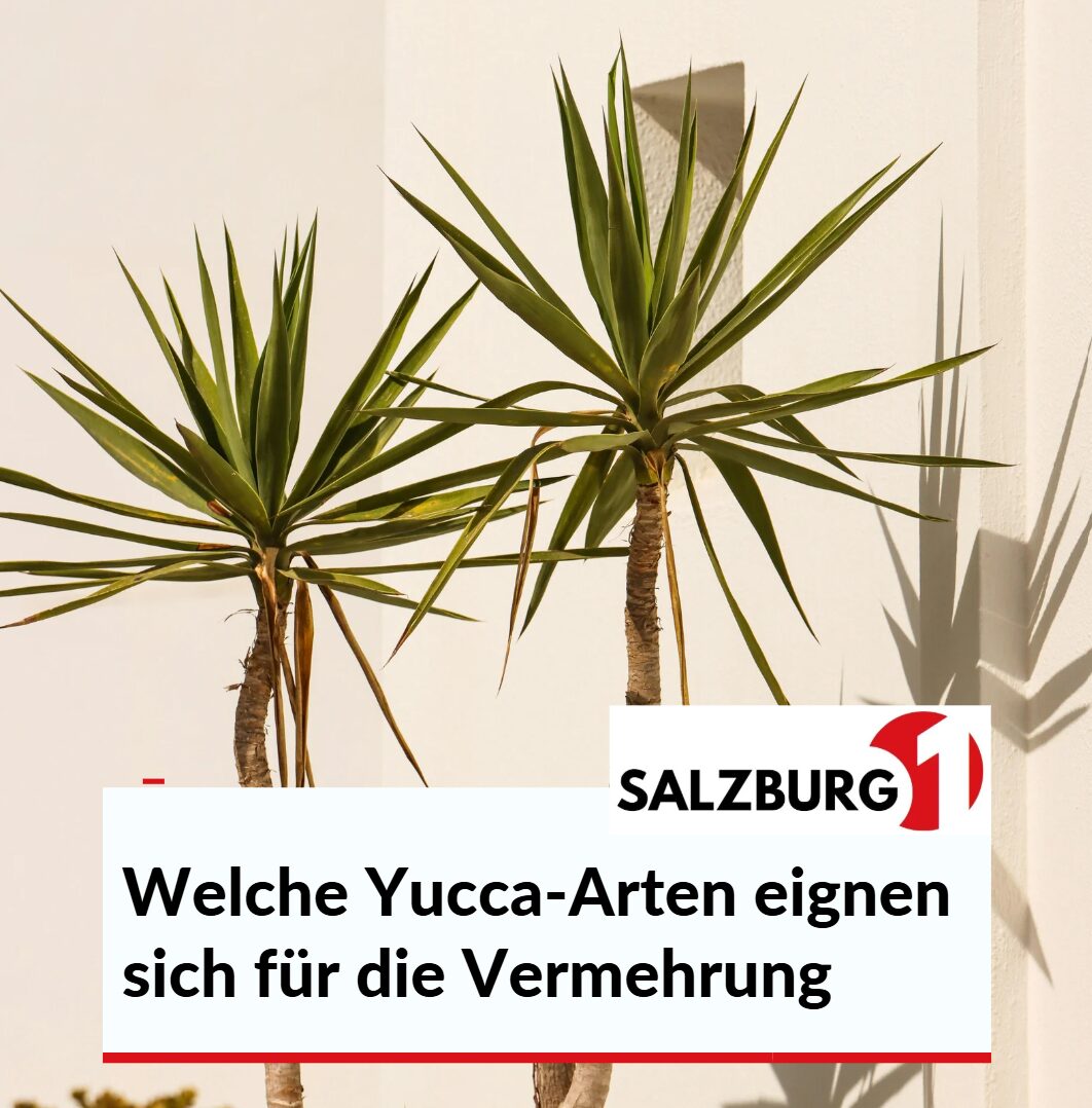 Welche Yucca-Arten eignen sich für die Vermehrung