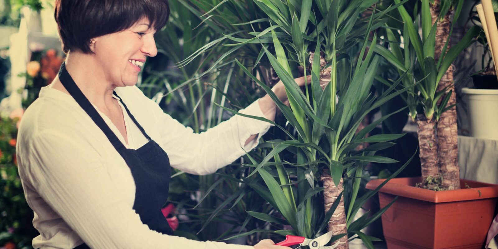 Yucca Palme vermehren mit Erfolg Tipps für kräftige neue Pflanzen