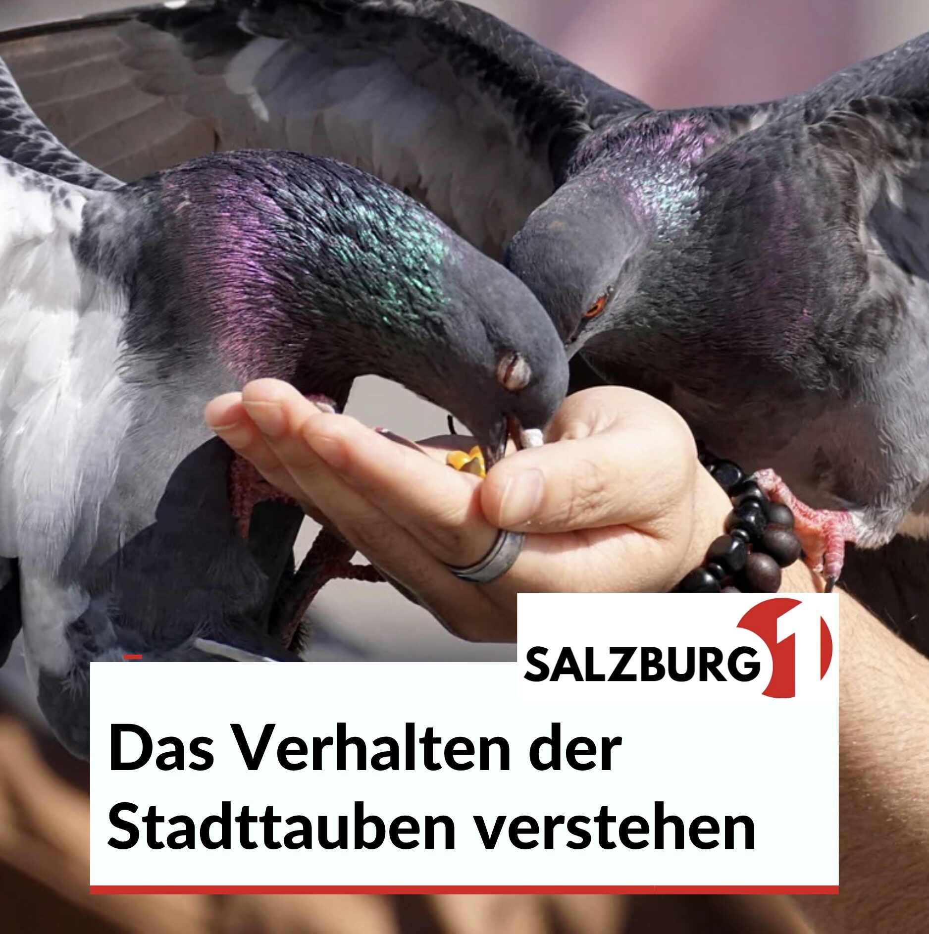 Das Verhalten der Stadttauben verstehen