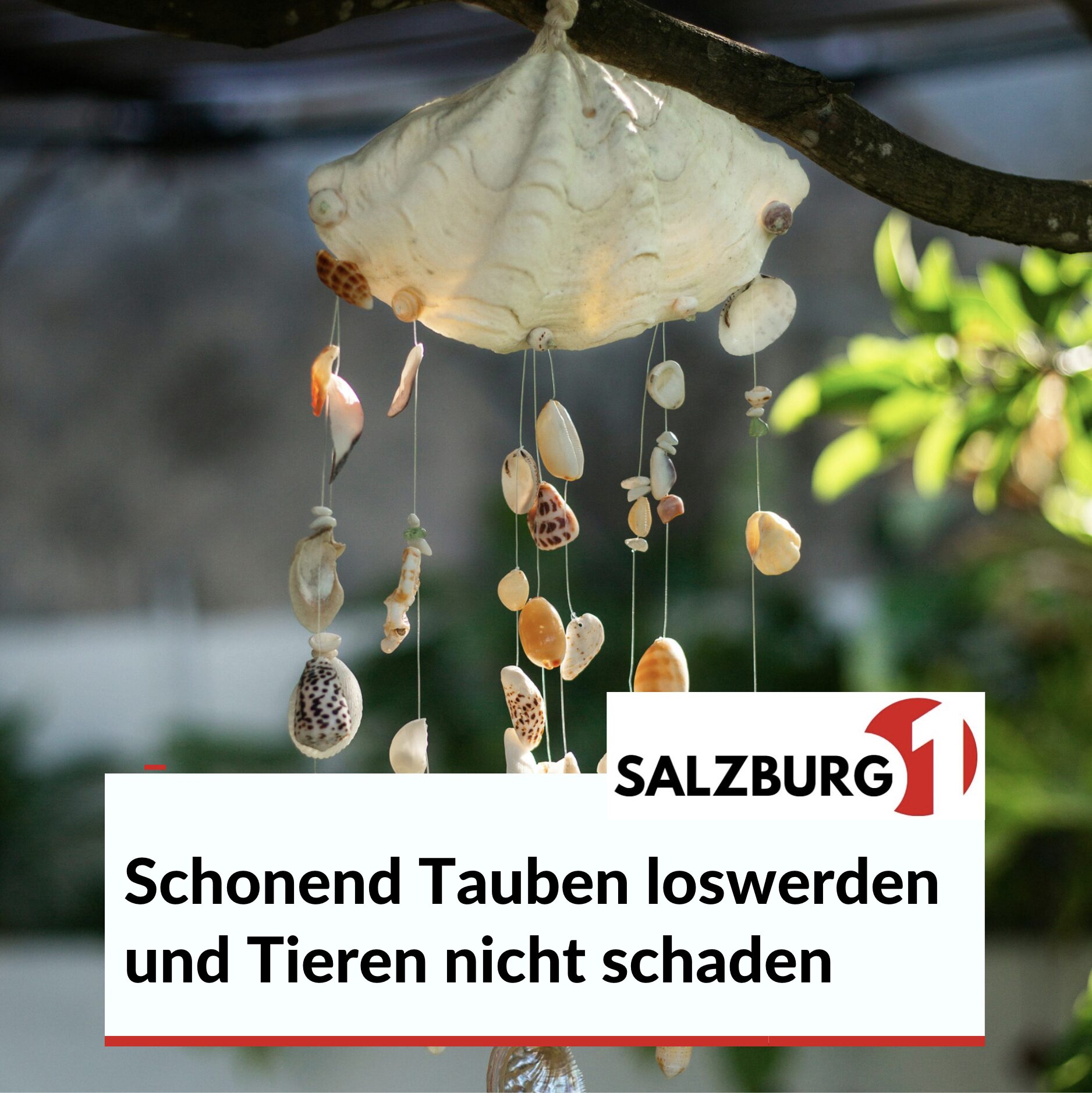 Schonend Tauben loswerden und Tieren nicht schaden