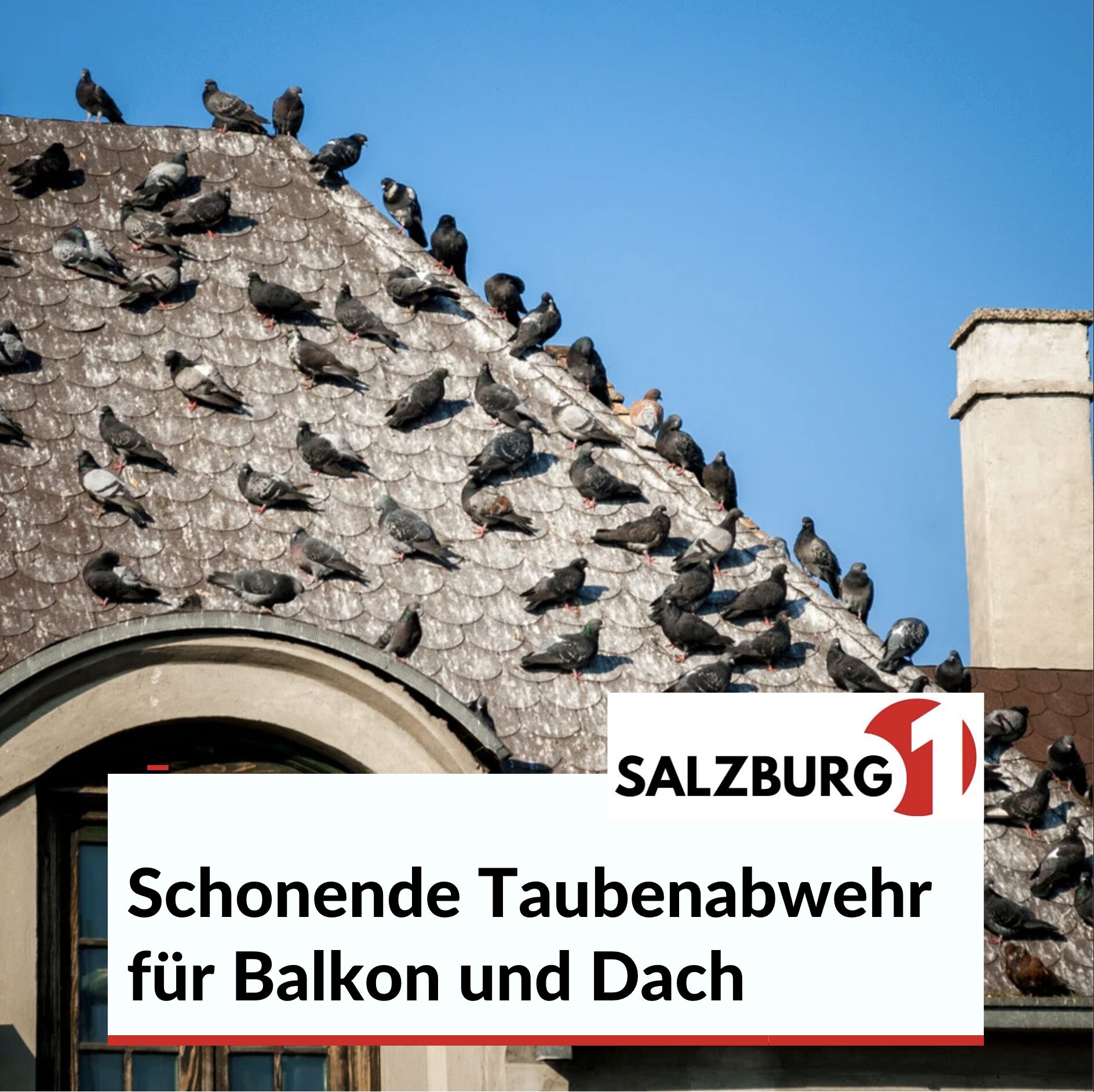 Schonende Taubenabwehr für Balkon und Dach