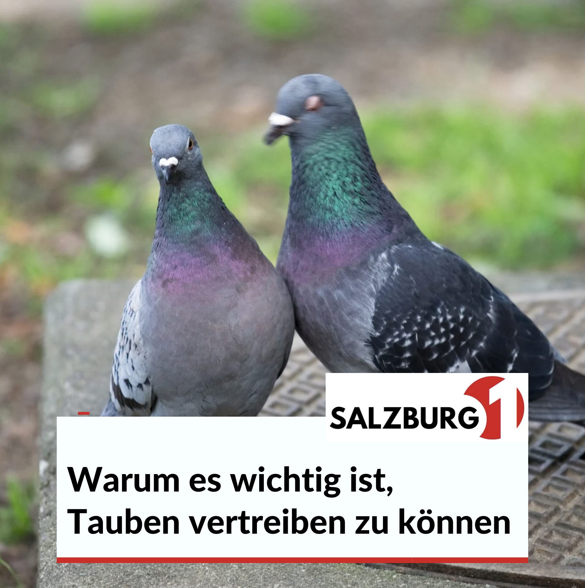 Warum es wichtig ist, Tauben vertreiben zu können