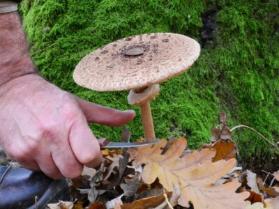 Giftige Parasol Doppelgänger erkennen und sicher bestimmen
