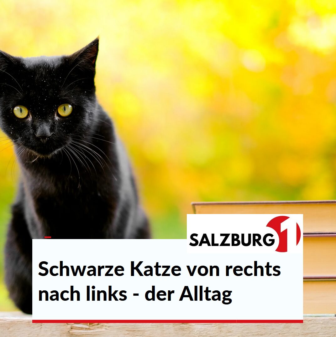 Schwarze Katze von rechts nach links - der Alltag Schwarze Katze von rechts nach links - der Alltag