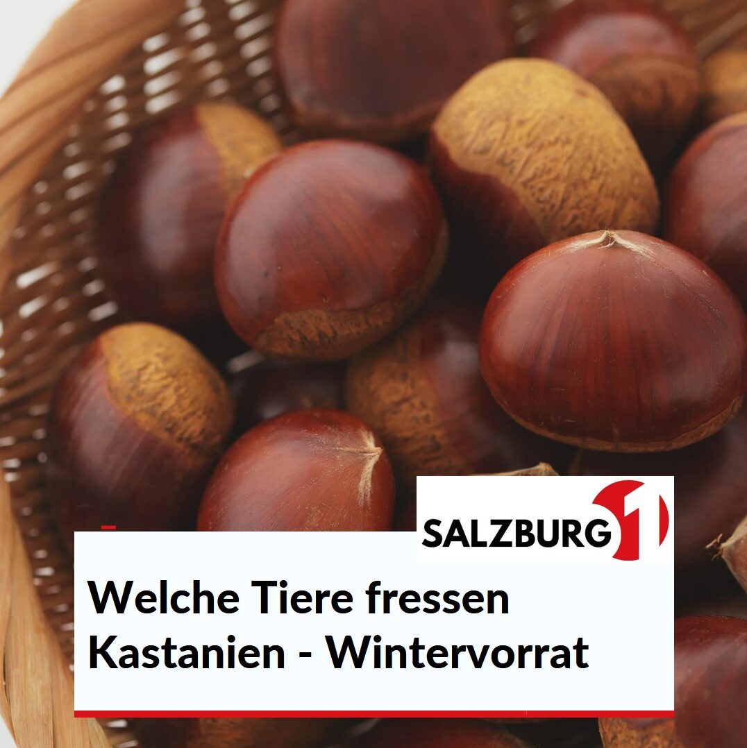 Welche Tiere fressen Kastanie - Wintervorrat Welche Tiere fressen Kastanie - Wintervorrat