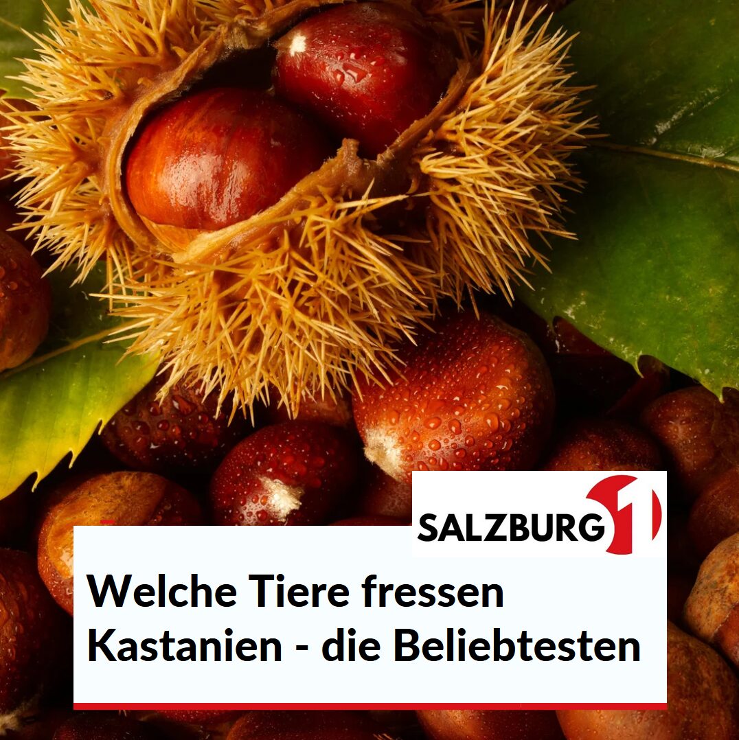 Welche Tiere fressen Kastanien - die Beliebtesten Welche Tiere fressen Kastanien - die Beliebtesten