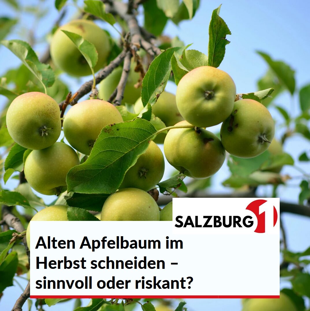Alten Apfelbaum im Herbst schneiden – sinnvoll oder riskant? Alten Apfelbaum im Herbst schneiden – sinnvoll oder riskant?