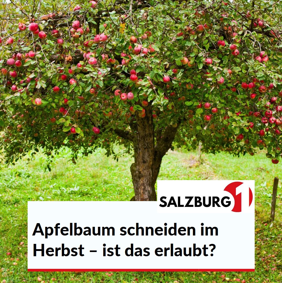 Apfelbaum schneiden im Herbst – ist das erlaubt? Apfelbaum schneiden im Herbst – ist das erlaubt?