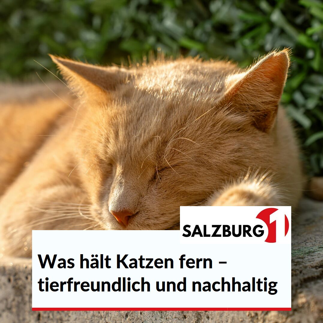 Was hält Katzen fern – tierfreundlich und nachhaltig Was hält Katzen fern – tierfreundlich und nachhaltig