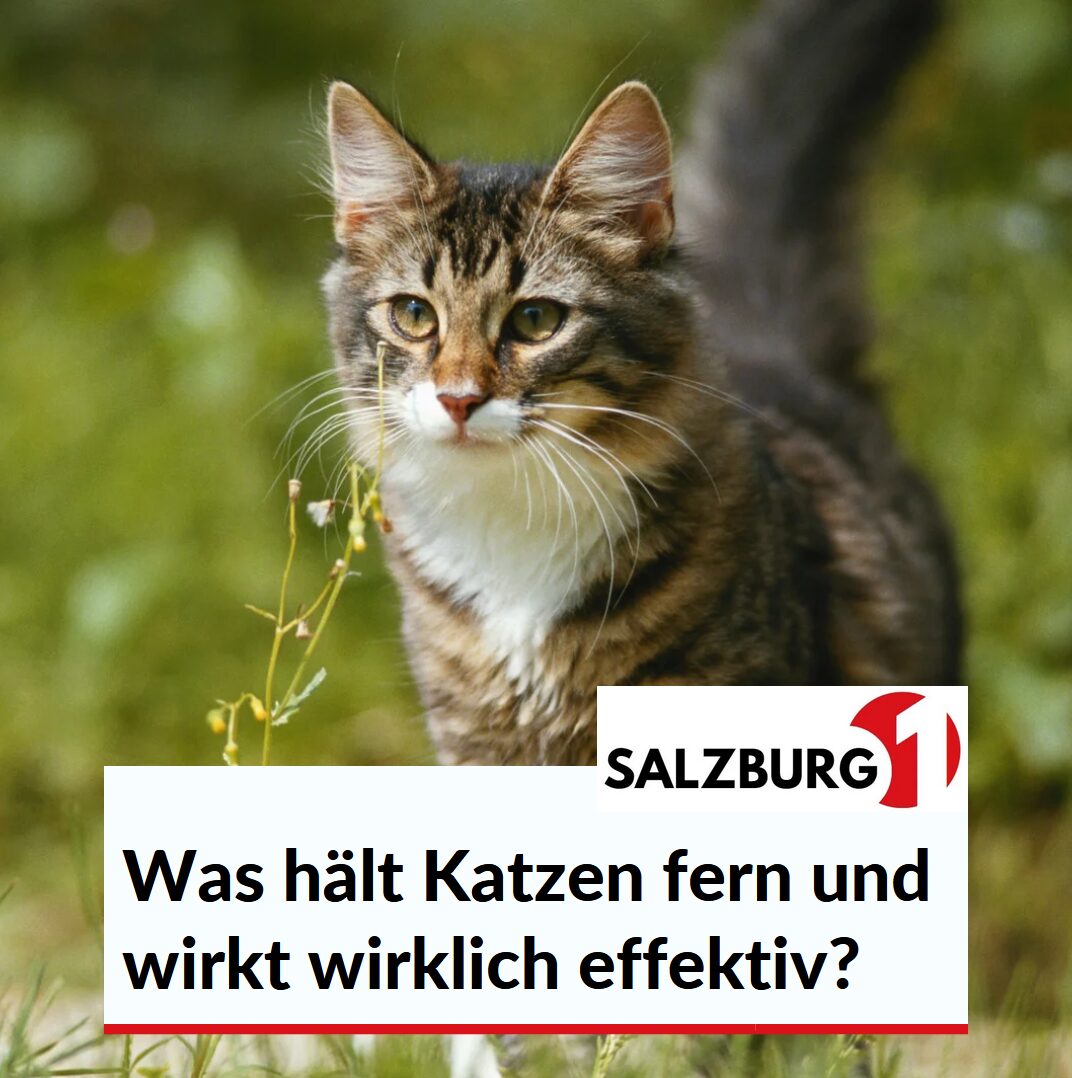 Was hält Katzen fern und wirkt wirklich effektiv? Was hält Katzen fern und wirkt wirklich effektiv?