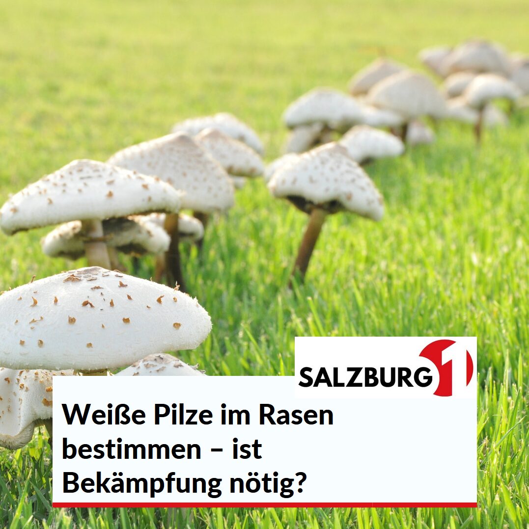 Weiße Pilze im Rasen bestimmen – ist Bekämpfung nötig? Weiße Pilze im Rasen bestimmen – ist Bekämpfung nötig?