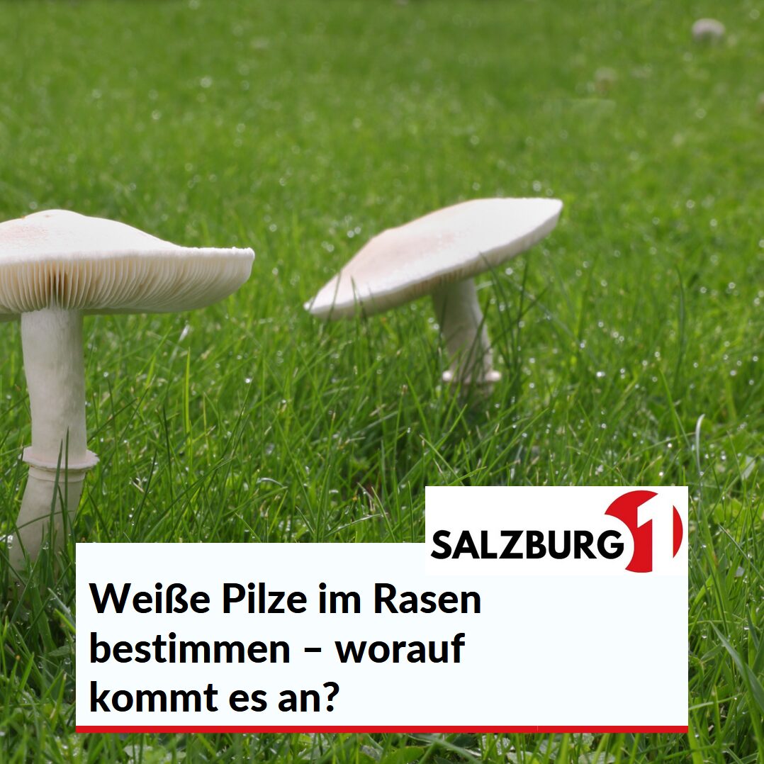 Weiße Pilze im Rasen bestimmen – worauf kommt es an? Weiße Pilze im Rasen bestimmen – worauf kommt es an?